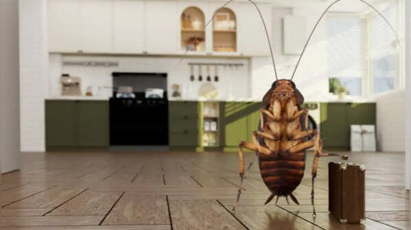 Employ some smells that cockroaches hate