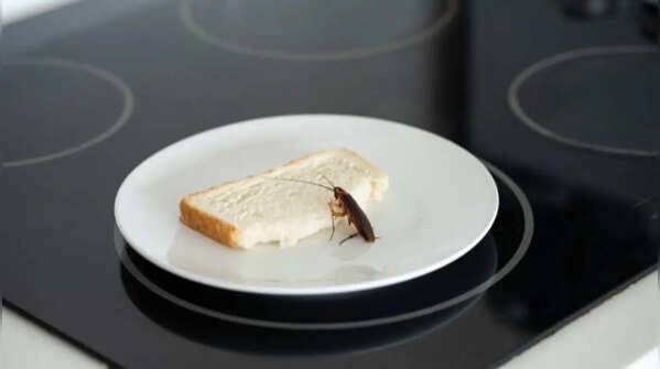 Store all foods properly and avoid leaving them exposed