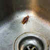 Article image for: Do not allow any dirty dishes in the sink overnight