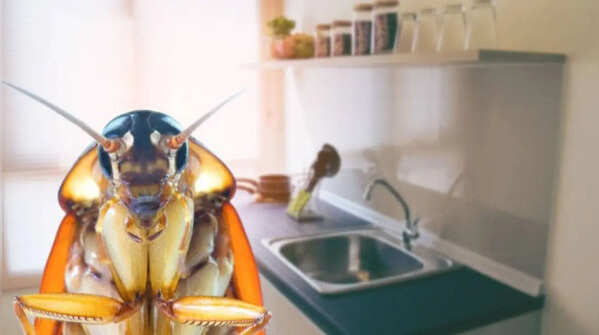 5 hacks to keep cockroach away from kitchen permanently