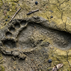Article image for: Archaeologists discovered an 8,000-year-old coastal superhighway marked by human and animal footprints