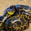They attract scientists and wildlife lovers