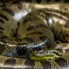 Anacondas live <i class="tbold">success</i>fully in swamp conditions