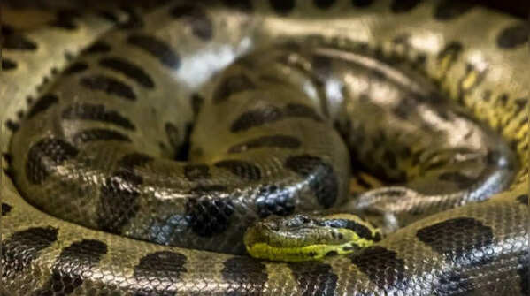 Anacondas live successfully in swamp conditions