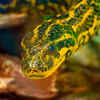 Article image for: Eyes and nostrils of anacondas are located on top of their heads