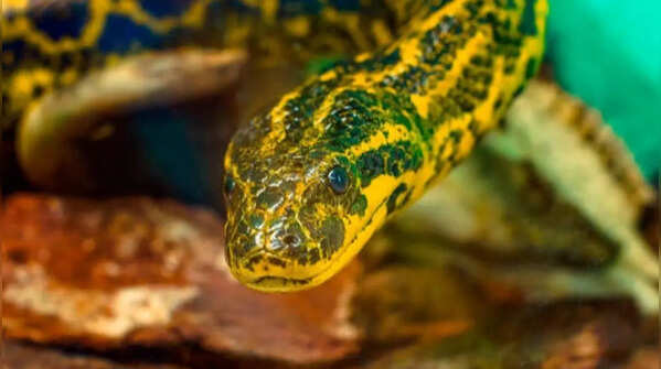 Eyes and nostrils of anacondas are located on top of their heads