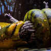 Anacondas are able to swallow relatively big prey animals