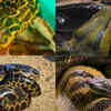 Article image for: Terrifying facts about green anacondas that makes them one of the most feared <i class="tbold">snakes</i>