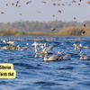 Article image for: From Flamingos to Siberian Cranes: 6 stunning birds that migrate to India