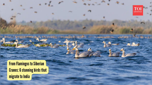 From Flamingos to Siberian Cranes: 6 stunning birds that migrate to India