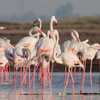 Greater flamingos