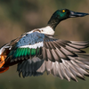 Northern Shoveler