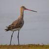 <i class="tbold">spot</i>ted redshank