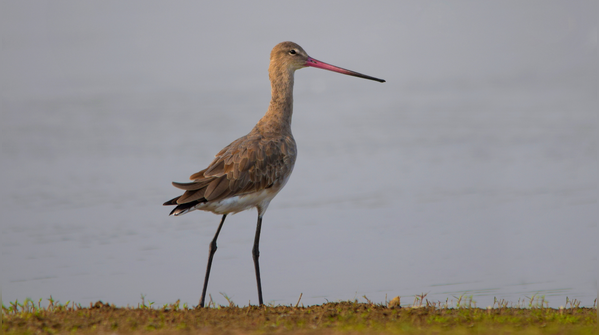 Spotted redshank