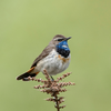 Bluethroat