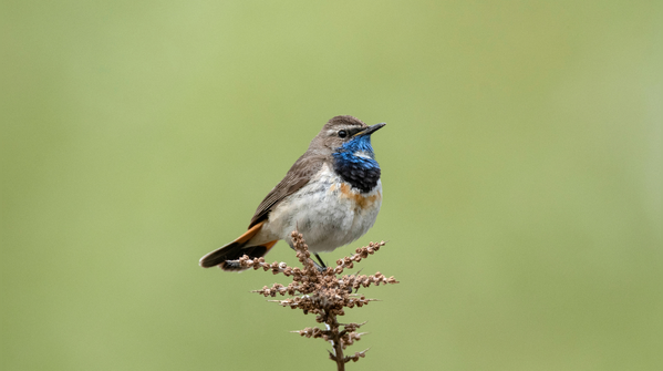 Bluethroat