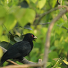 Asian koel