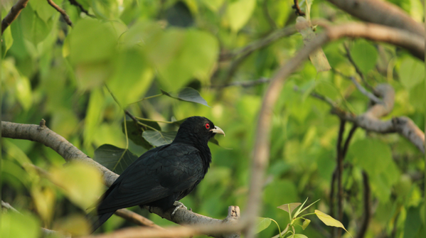 Asian koel