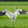 Siberian Crane