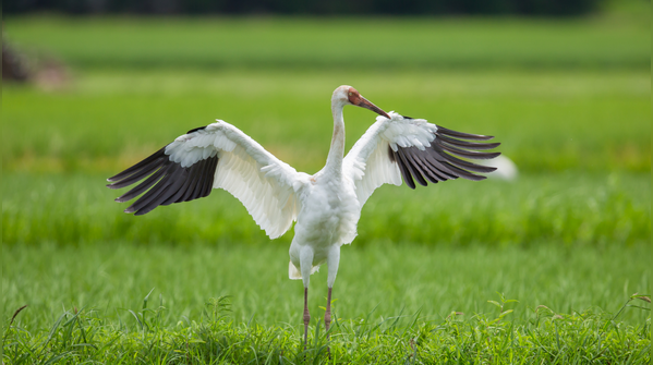 Siberian Crane
