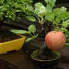 Be patient because fruiting takes time