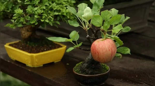 Be patient because fruiting takes time