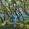 Myristica swamps of the Western Ghats