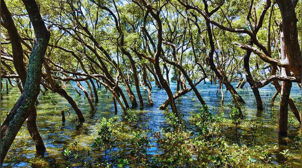 Myristica swamps of the Western Ghats