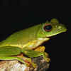 Devarakadus of Kodagu