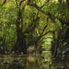 Sundarbans Mangrove Forest