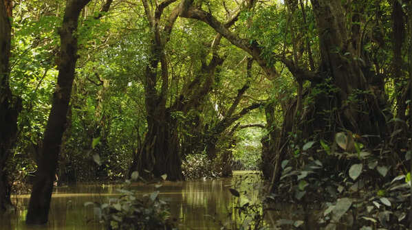 Sundarbans Mangrove Forest