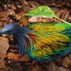 Great Nicobar Rainforests