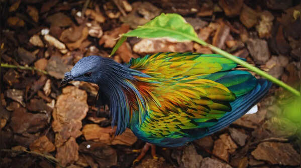 Great Nicobar Rainforests