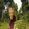Sacred Groves of Meghalaya