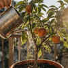 Water carefully and prune regularly