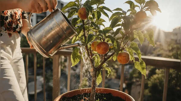 Water carefully and prune regularly