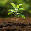 Use nutrient-rich, well-draining soil mix