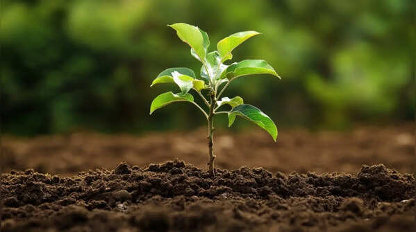 Use nutrient-rich, well-draining soil mix