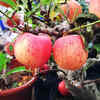 Select a large pot with proper drainage