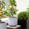 Choose a dwarf Apple Tree variety suitable for pots