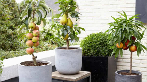 Choose a dwarf Apple Tree variety suitable for pots