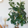 Fill your home with indoor plants