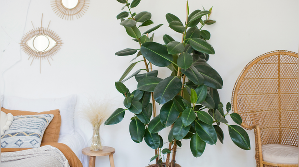Fill your home with indoor plants