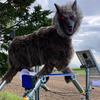 Article image for: Why Japan’s terrifying “robot wolves” are in demand amidst bear attacks
