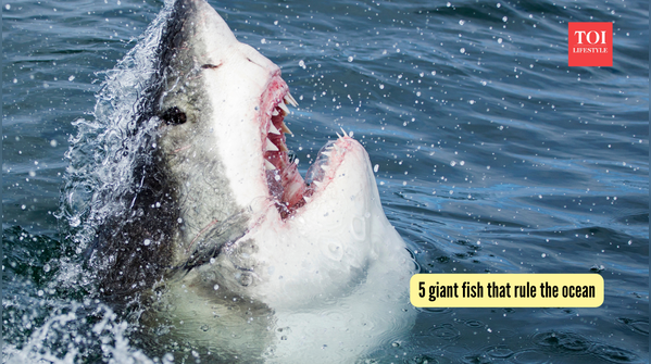 5 giant fish that rule the ocean