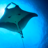 Giant oceanic manta ray