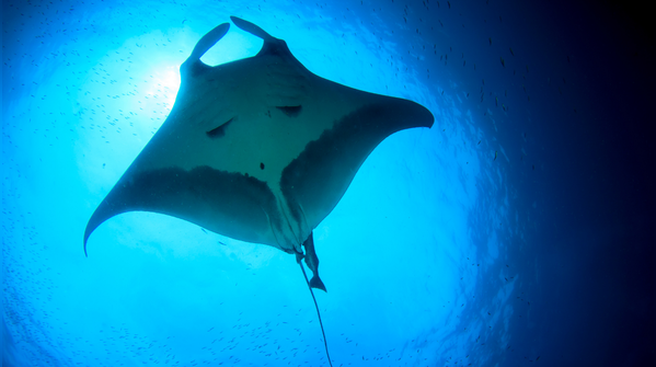 Giant oceanic manta ray
