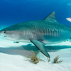 Tiger shark