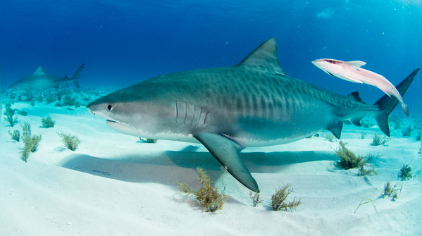 Tiger shark