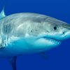 Great white shark